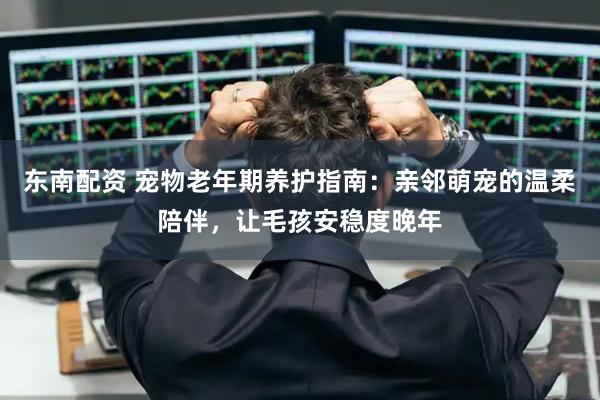 东南配资 宠物老年期养护指南:亲邻萌宠的温柔陪伴,让毛孩安稳度晚年